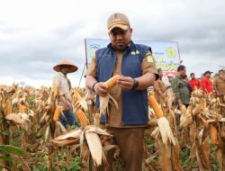 Pj Bupati Aceh Besar Panen Jagung Hibrida di Mureu Indrapuri