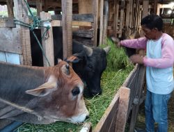 Dewan Dakwah Aceh Salurkan Hewan Qurban Ke Perbatasan