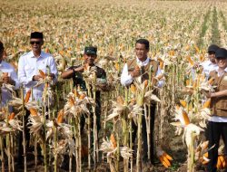 Mentan Bantu Bibit Jagung untuk 60 ribu Hektar Lahan di Aceh