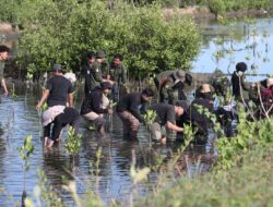 FJL dan Mahasiswa Kehutanan Tanam Ratusan Mangrove
