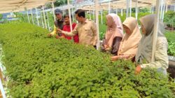 Ketua DPRK Banda Aceh Dorong Galakkan Urban Farming untuk Ketahanan Pangan