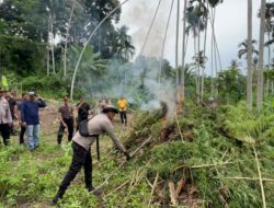Polres Bireuen Ungkap Kasus Narkotika, Amankan Pelaku dan 154 Kg Ganja