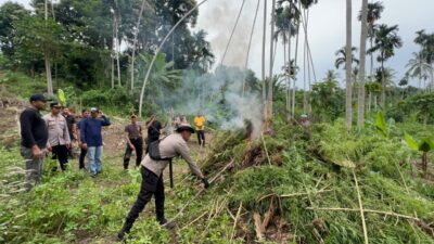 Polres Bireuen Ungkap Kasus Narkotika, Amankan Pelaku dan 154 Kg Ganja