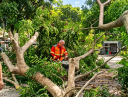 Pohon Tumbang di Simpang Lubok, DLHK Aceh Besar Gerak Cepat