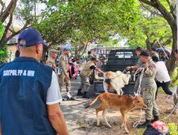 Satpol PP Aceh Besar Tertibkan Ternak Liar, Lima Sapi Terancam Dilelang