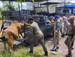 Satpol PP Aceh Besar Amankan Sapi dan Siapkan Sanksi Tegas