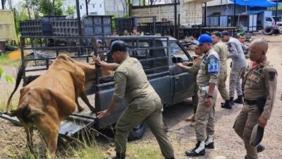 Satpol PP Aceh Besar Amankan Sapi dan Siapkan Sanksi Tegas