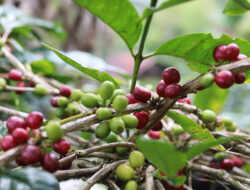 Peneliti Ingatkan Banjir dan Longsor Ancam Produktivitas Kopi Gayo