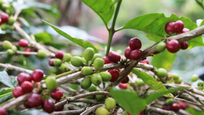 Peneliti Ingatkan Banjir dan Longsor Ancam Produktivitas Kopi Gayo